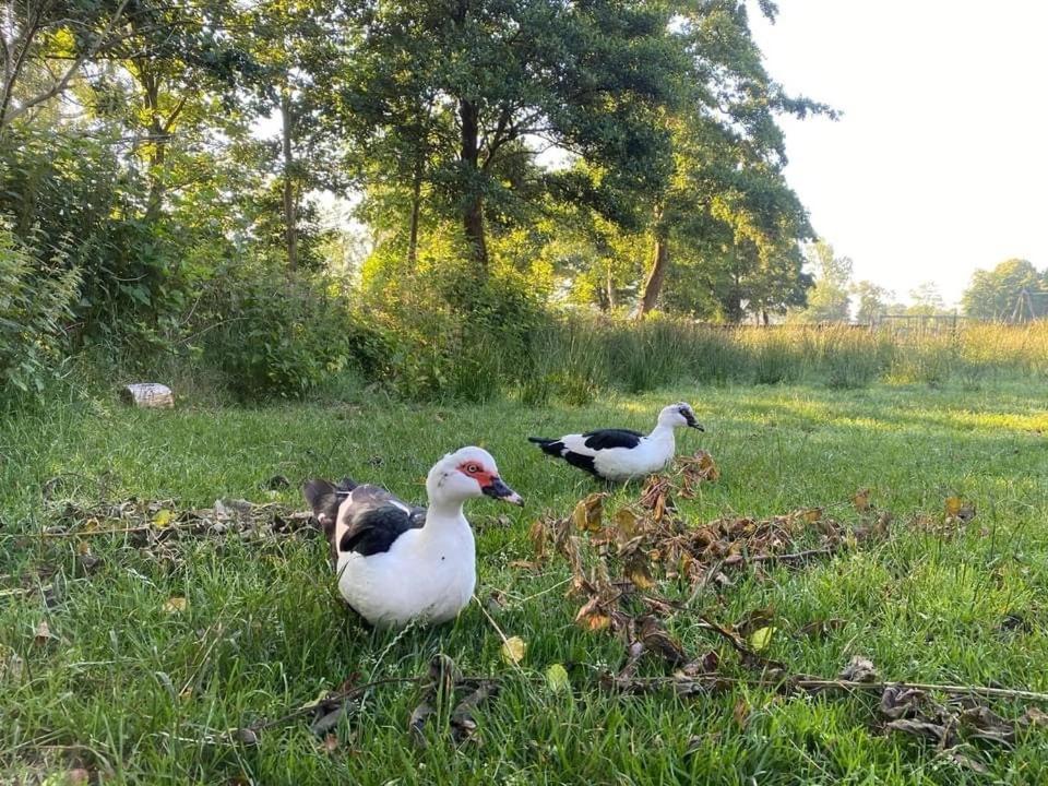 Pipowagens Bij Pannenkoekenrestaurant & Camping De Koppenjan 'Een Uniek Verblijf Met Kinderspeelboerderij' Jubbega-Schurega Екстериор снимка